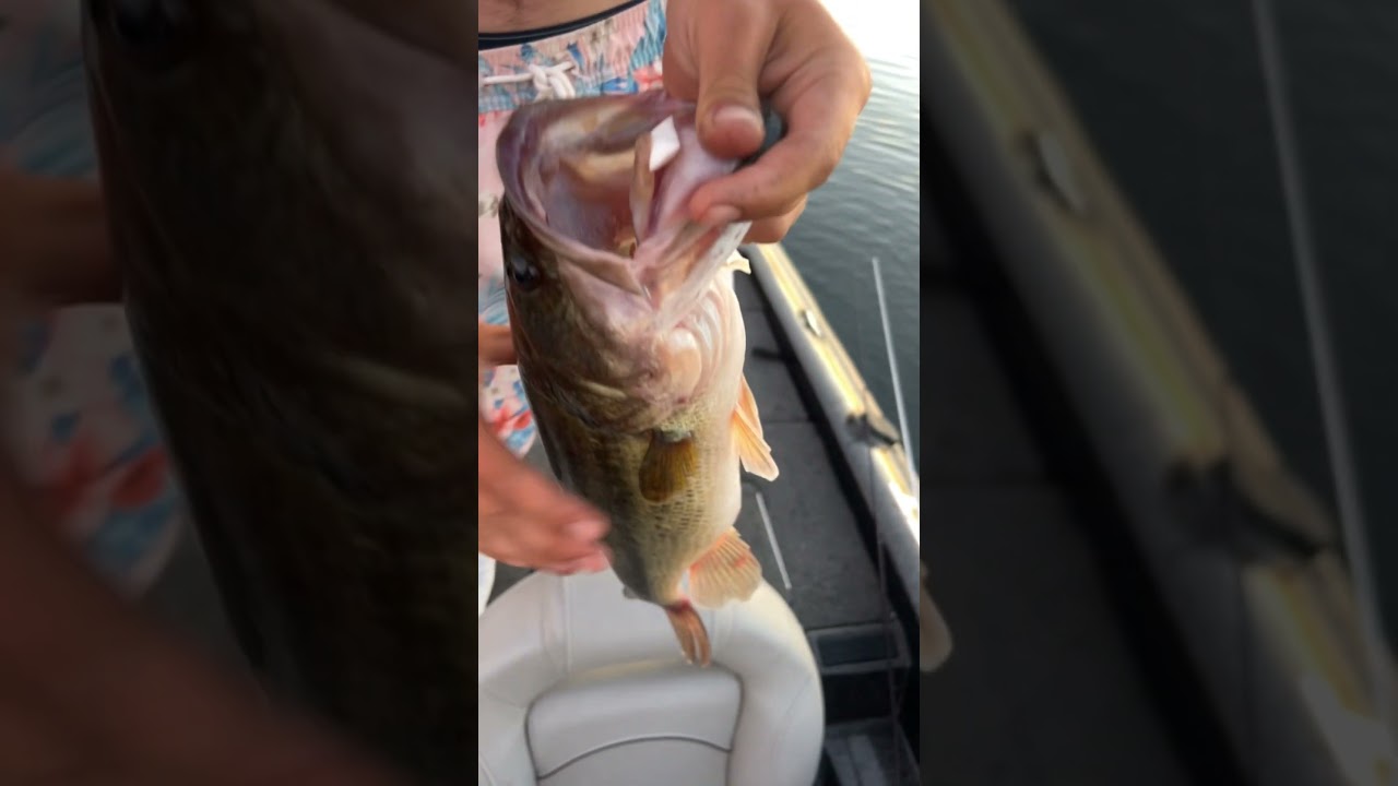 Watch fish caught a buzz today 😎 #bassfishing #fishinglife #zyn #freerio on YouTube Watch fish caught a buzz today 😎 #bassfishing #fishinglife #zyn #freerio on YouTube