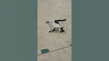 cat sleeping in Masjid al nabawi.#cat #youtubeshorts #viral #medina #islam #viralvideo