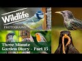 GARDEN BIRDS  UK - Three Minute Diary | Part 15 - Great Tit &amp; Young Blackbird