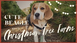 Cute beagle makes new friend at Christmas tree farm [4K]🎄