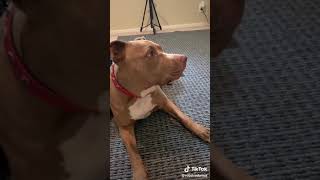 Penny dog doesn't know how to math on TikTok part 1