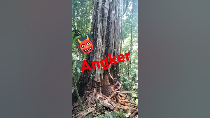 PENEBANGAN POHON ANGKER