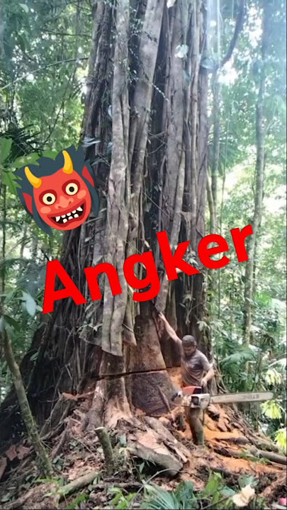 PENEBANGAN POHON ANGKER