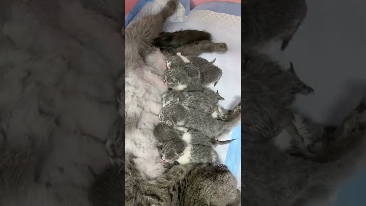 Cute Baby Cats   Funny Cat Videos 