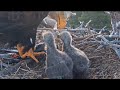 Shadow brings fish 🐟  for first breakfast | Big Bear Bald Eagle | Apr 22, 26