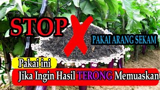 Stop Pakai Arang Sekam Gunakan Pupuk Ini agar terong ungu berbuah lebat
