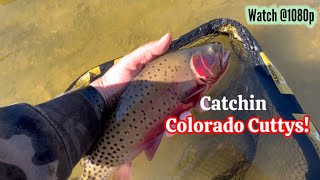 Catchin Colorado Cuttys!