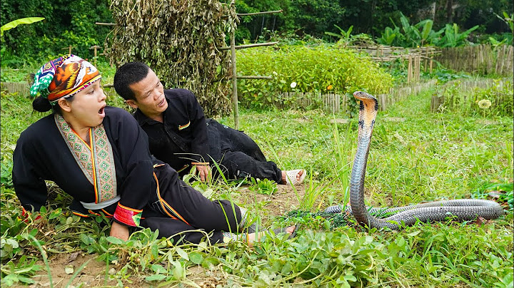 Dwarf Family Primitive Life: Harvesting Peanuts and encounter the King Cobra