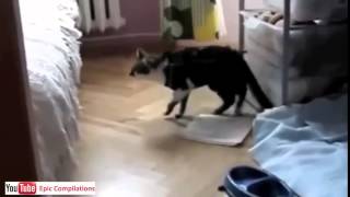 УЛЁТНЫЕ видео приколы с кошками! РЖАЧ! 2