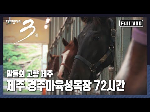 [다큐3일★풀버전] 말 혈통 관리부터 산업 인력 육성까지! 대한민국 말산업의 미래를 만들어가는 제주 경주마육성목장 (KBS 161106 방송)