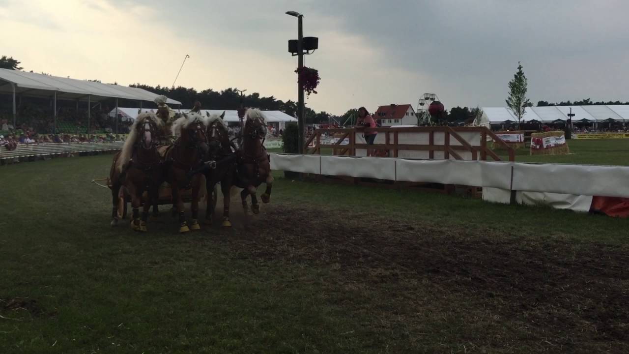 Haflinger Quadriga - Neuer Bahnrekord bei Titanen der Rennbahn 2016