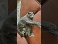 #cat