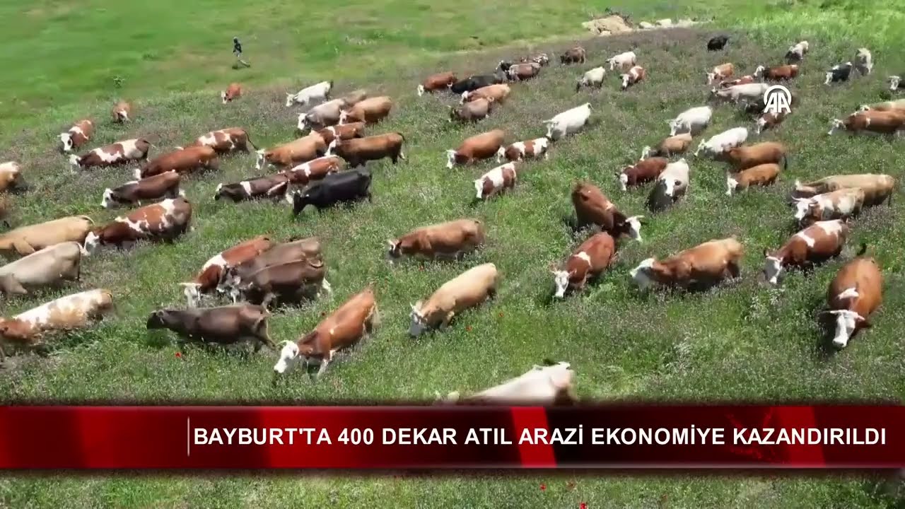 Bayburt'ta 400 dekar atıl arazi ekonomiye kazandırıldı 🐄