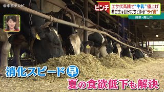 エサ代高騰で“牛乳”値上げ　救世主は自分たちで作る“ライ麦” 岐阜・高山市 screenshot 5