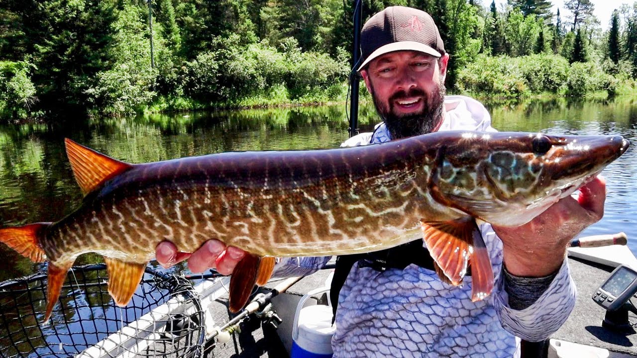 AMAZING RIVER TIGER MUSKY!! - Back to Back Muskies with a Unique Tiger 