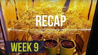 Complete Hydro Grow Tent Kit System - Week 9: Counting Down To The Hydroponic Harvest (RECAP)