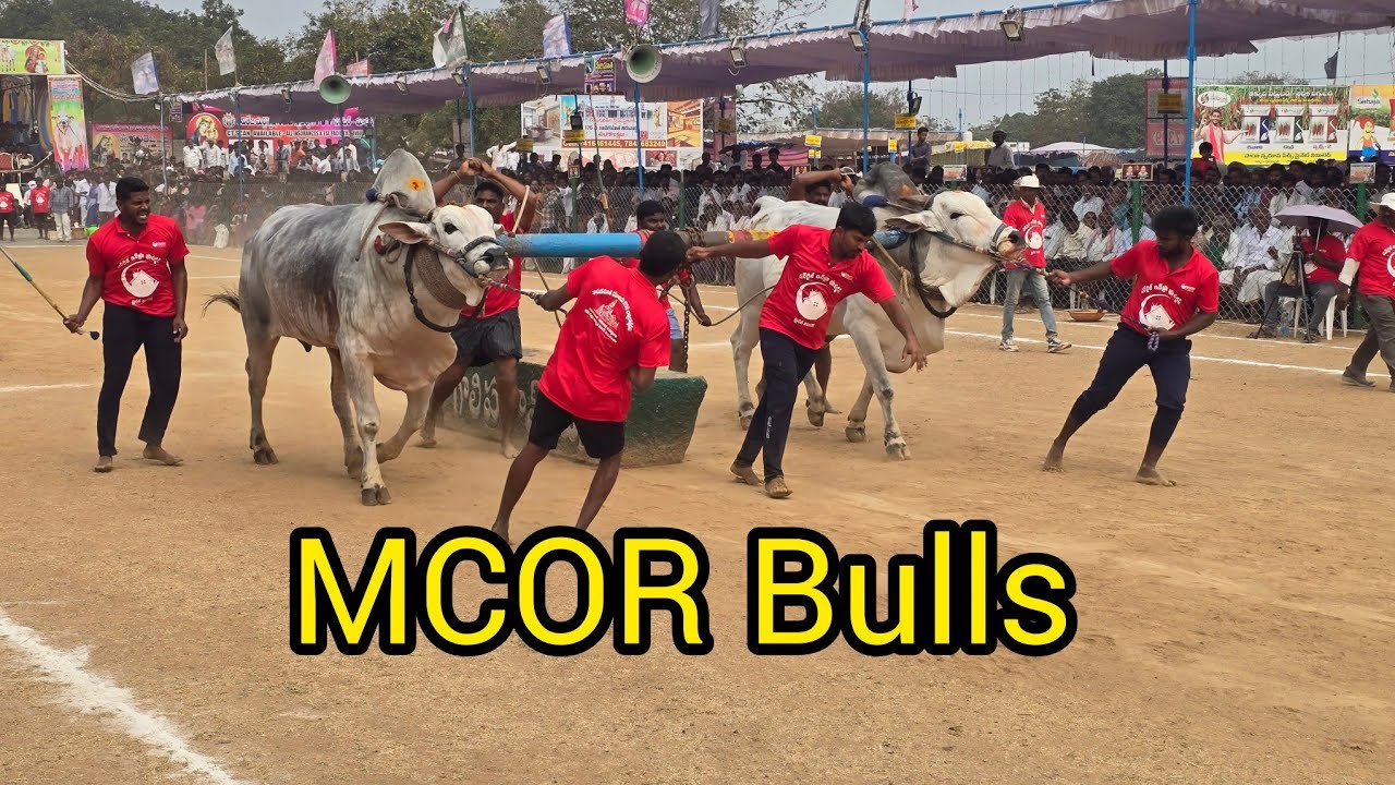 రెంటచింతల సీనియర్స్ 4జత. మార్తల చంద్ర ఓబుల్ రెడ్డి గారి. కారంజయ దుబ్బన్న గిత్తలు