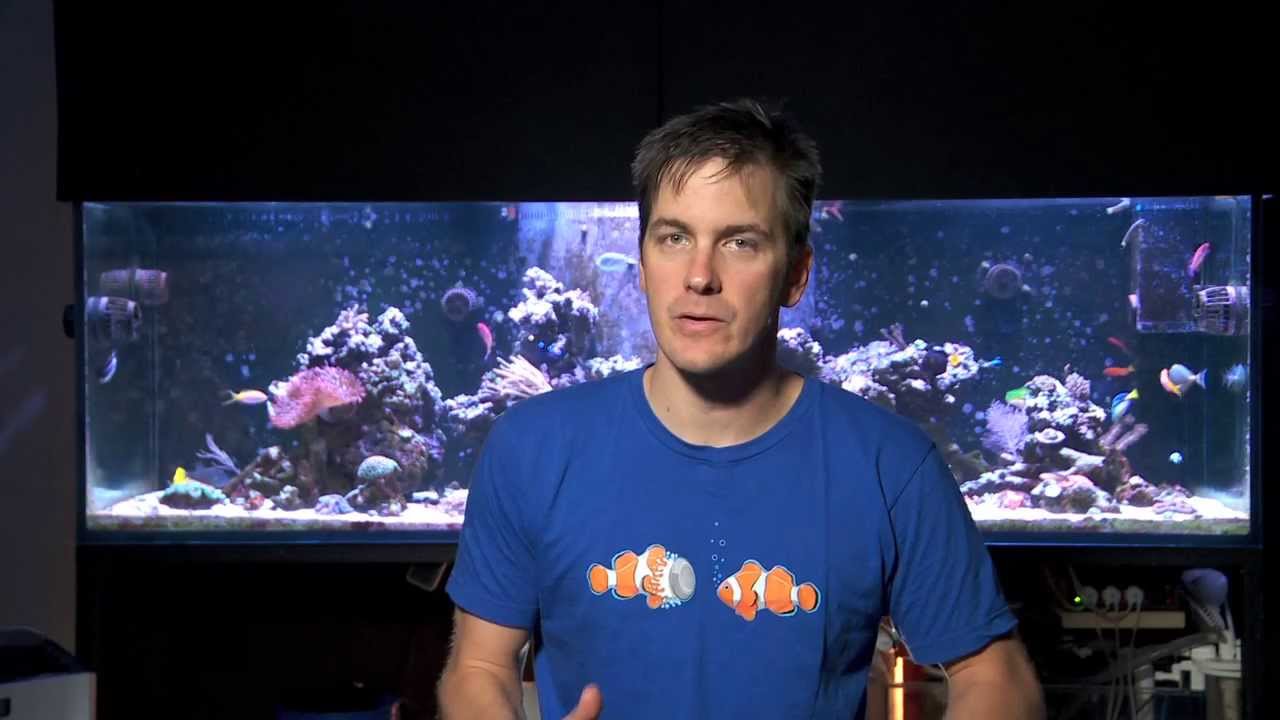 coral get stressed Mr. Saltwater Tank Friday AM Quick Tip #143: Got Coral Death or Stress? Look Here For Answers