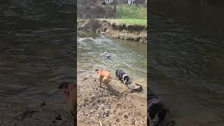 watering hole. Invy trying catch a waving rapid