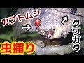 【キャンプ】夏の山奥でクワガタ探し！