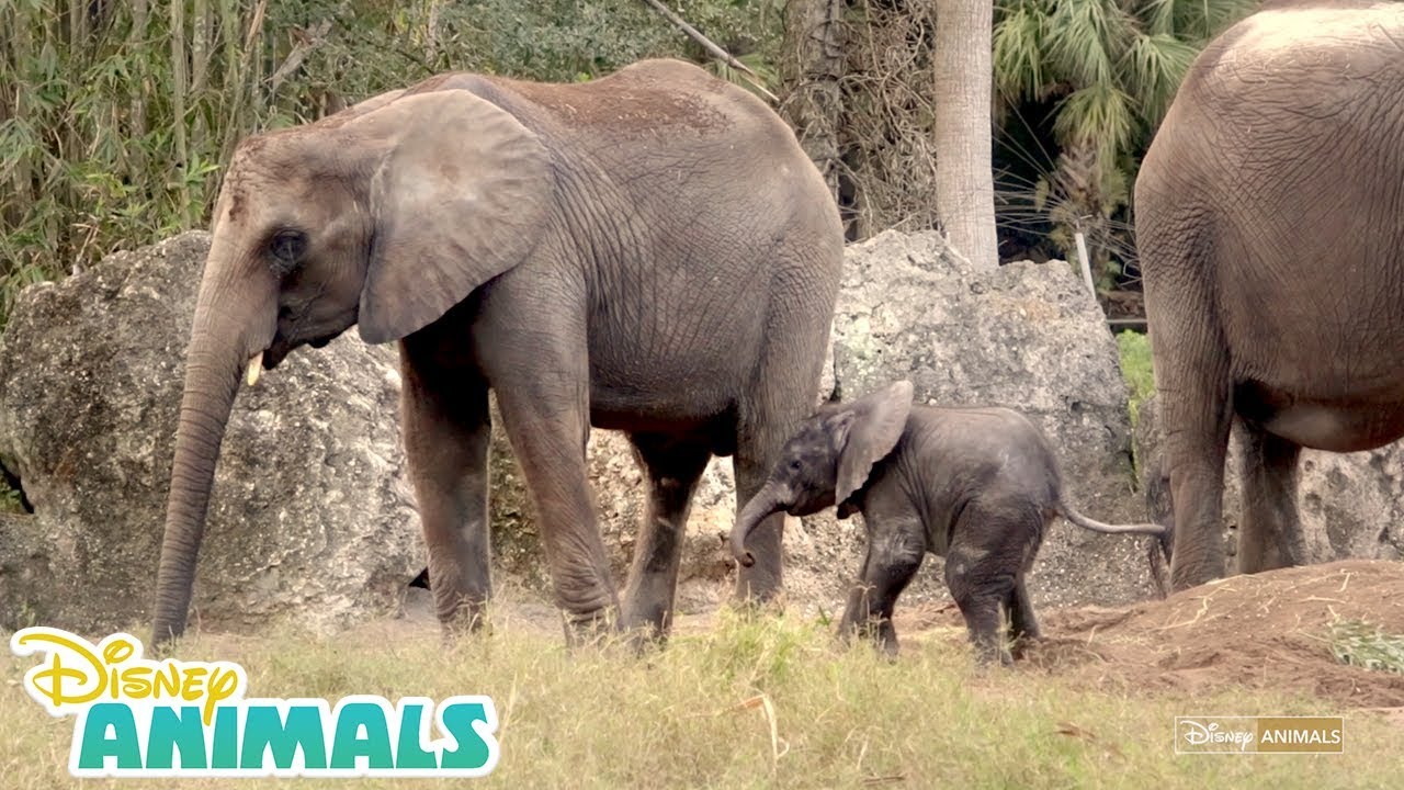 Baby Elephants 🐘 | Disney Animals | Disney Junior