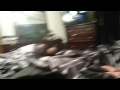 Meeko the ferret jumping off the bed