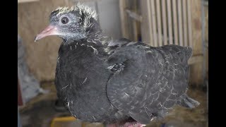 картинка: Я , НЕ ПРОФЕССОР ГОЛУБЕВОДСТВА  ...#pigeons​##Tauben​##աղավնիներ​##göyərçinlər​##көгершіндер​#