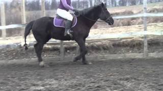 Luna Star Flatwork 3/1/13