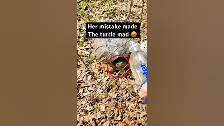 Her mistake made the turtle mad!! (@iscruggs77)