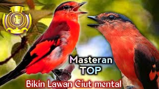 masteran top bikin lawan ciut mental dengan tembakan mantenan gunung.