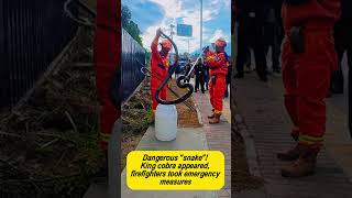 Famous "Dangerous "snake"! King cobra appeared, firefighters took emergency measures" #firefighter #fire Profile