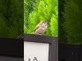 世界初、スズメ語「鷹が来た」警戒音、この後木に隠れて息をひそめる