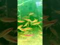 Dena Sony Fish Ka Beautiful Color 😍 #fishlover #shortsfeed #viralvideo