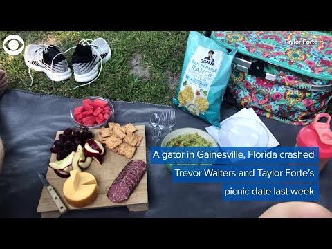 Vídeo: Gator Bate Piquenique Na Flórida