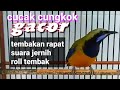 Masteran Suara Kasar Cucak Cungkok Gacor Mp3 - Mp4 Download
