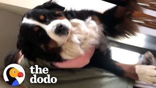 Mom Gets A Giant Puppy Surprise On Mother's Day | The Dodo