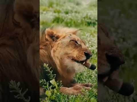 الحيوانات المفترسة اسد ملك الغابة Shorts 