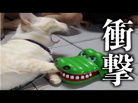 【神回】ツッコミどころ満載な動物のおもしろ動画見ようぜwwwwww【ハプニング映像】【犬】【猫】