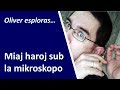 Miaj haroj sub la mikroskopo / My hair under the microscope / Esperanto