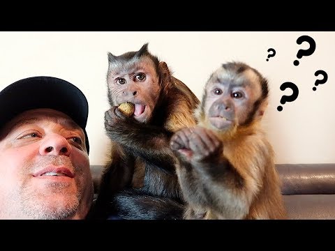 Video: Wat eten kapucijnapen?