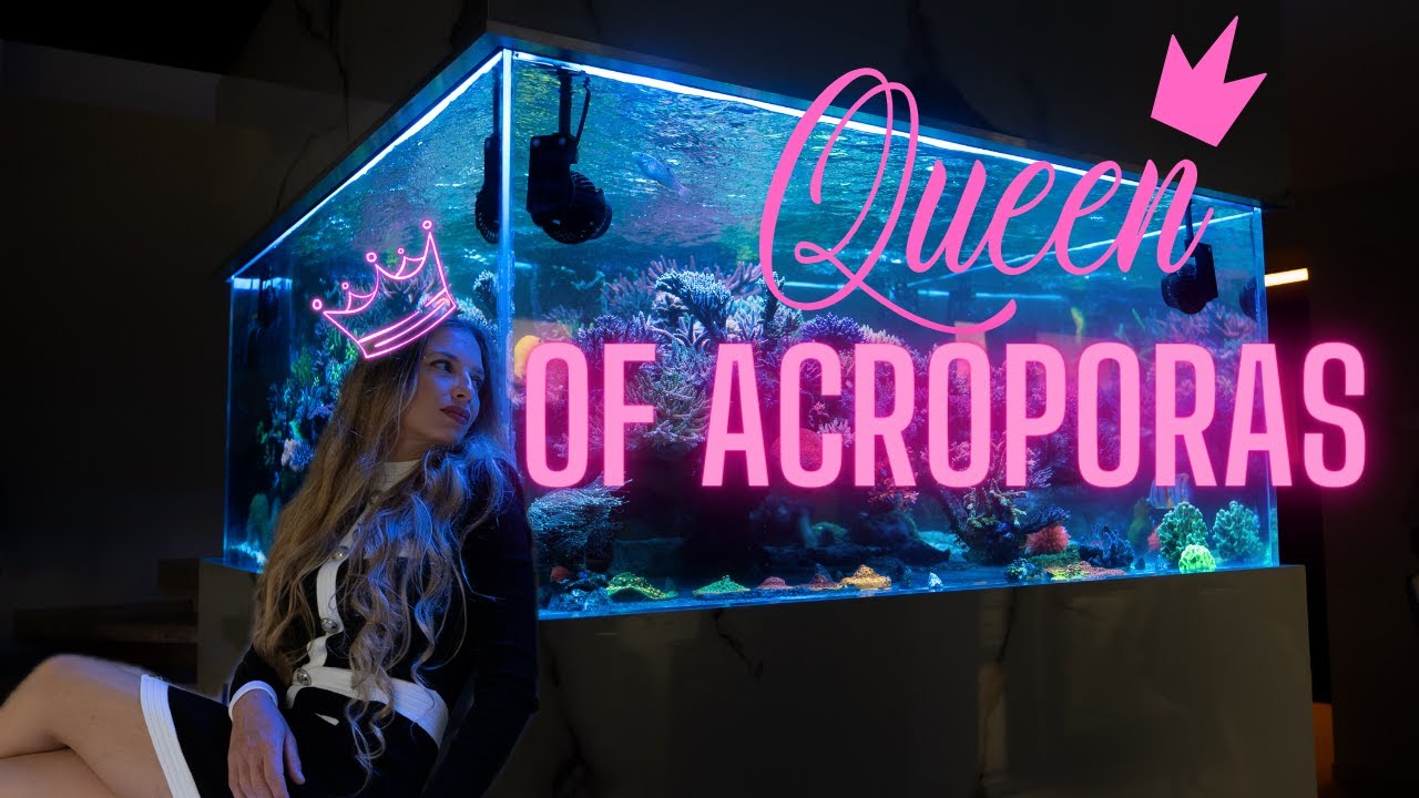 Bester SPS Tank in Europa?!