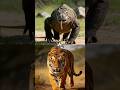 The hunting battle of Komodo dragons
