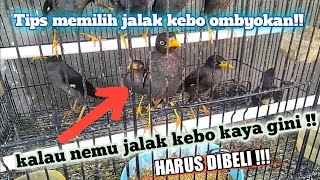 Cara memilih burung jalak kebo ombyokan,dijamin cepat gacor.!!!!