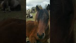 Mehraban versus Lilty - Caspian horses wanting some attention
