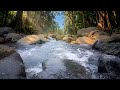 🌿 Lofi Chill Nature Beats 🌊 Peaceful River Sounds for Study, Relax and Sleep #relaxing #nature