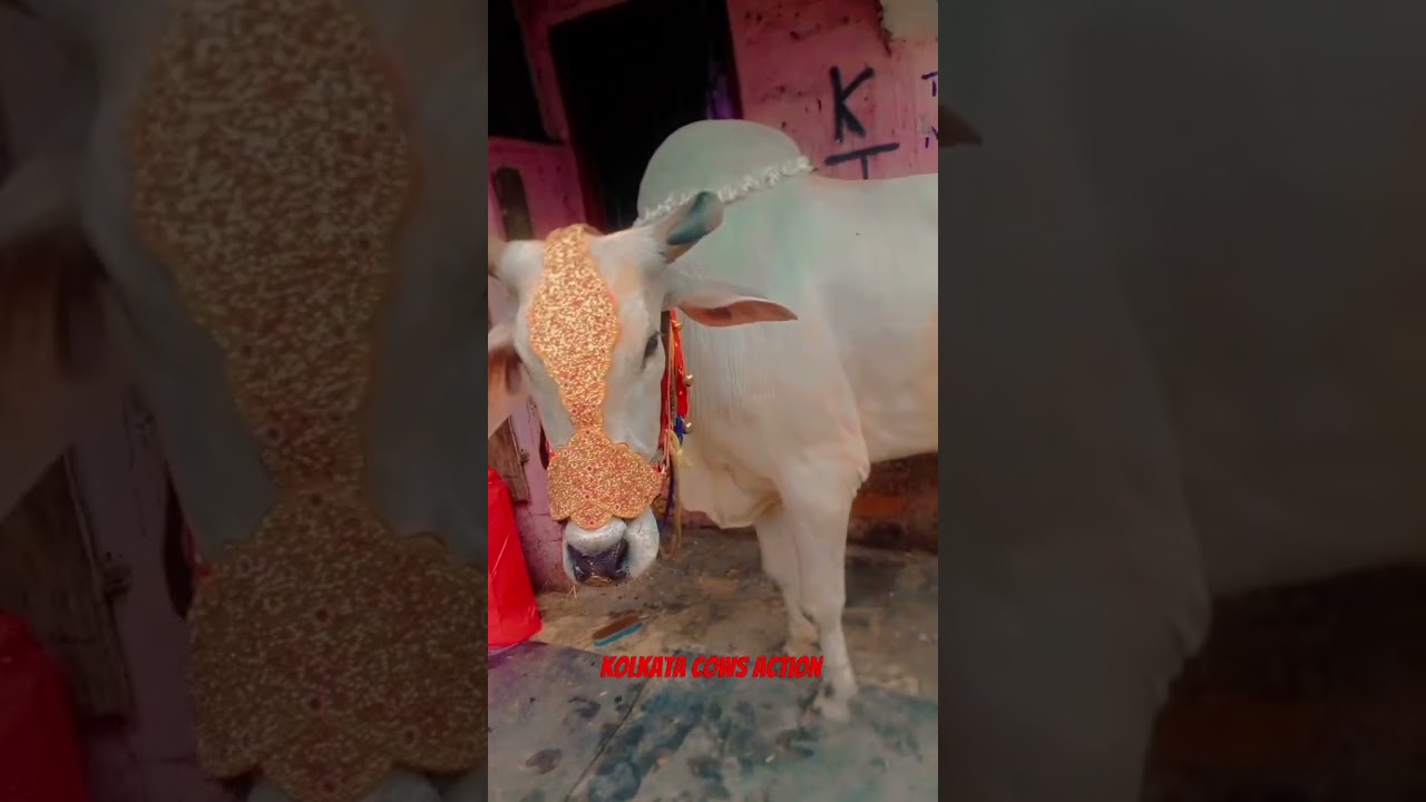 BEAUTIFUL BACHI COW IN COLLEGE GROUND||KOLKATA 2023||