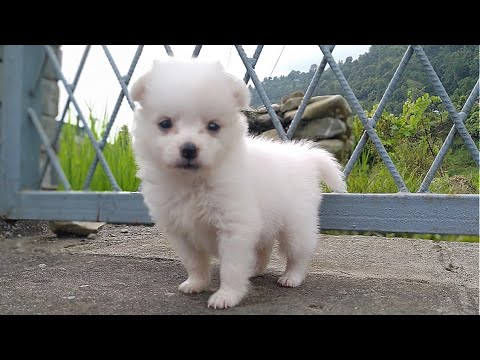 Meet My New Puppy Japanese Spitz In Nepal Youtube