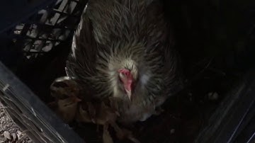 Phoenix Hen Hatched - 13 little ones