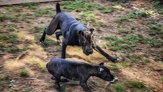 Cane Corso shows the dangers of unchecked prey drive