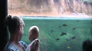 Henry The Hippo.....